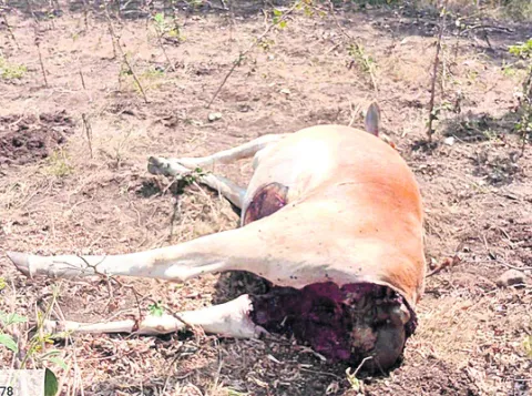 బోథ్‌ రేంజ్‌లో పులుల సంచారం