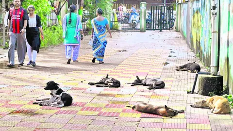 భారంగా వీధి కుక్కల పర్యవేక్షణ