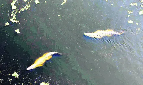 భయపెడుతున్న మొసళ్లు.. 