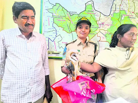 గాయపడిన అరుదైన గుడ్లగూబ