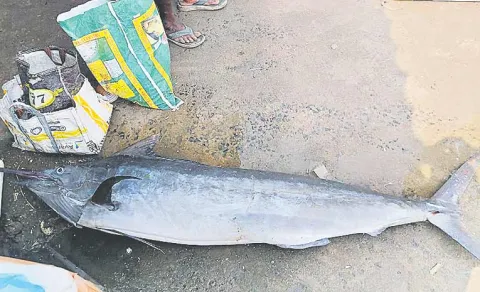 Story Of Kommu Konam FIsh