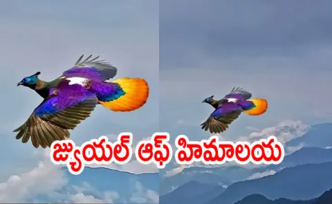 A photographer captured rare Himalayan monal mid flight over the mountains of Bhutan