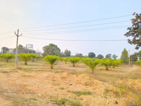 ఆయిల్‌పాం సాగు అంతంతే..! 