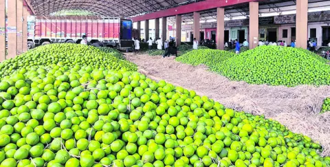 మొదలైన ‘చీనీ’ సీజన్‌ 