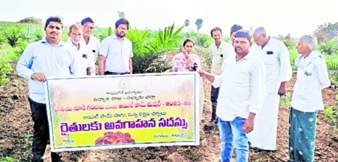 ఆయిల్‌పామ్‌ సాగుతో మెరుగైన లాభాలు 