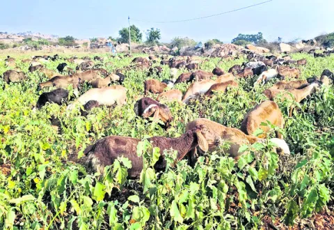 ధరల పతనంతో వంగ రైతు బెంగ