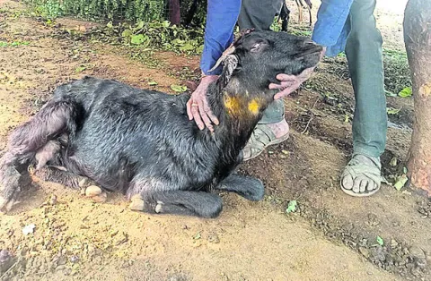 మర్తనపేటలో గొర్రైపె చిరుత దాడి 