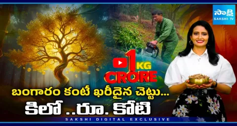 Special Story On A Tree More Expensive Than Gold  1