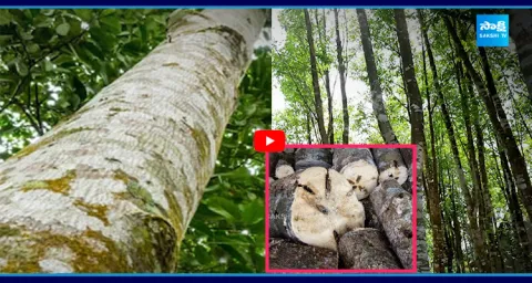 More Expensive Than Gold 8.5 Lakh Per Gram Wood 1