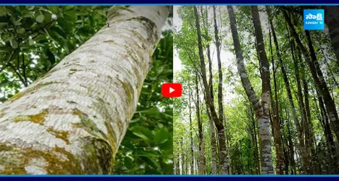 More Expensive Than Gold 8.5 Lakh Per Gram Wood 1