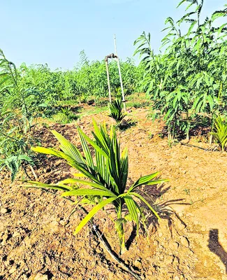 అవిసె సాగు.. వక్క బాగు