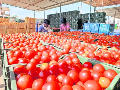 టమాట వినదే! 