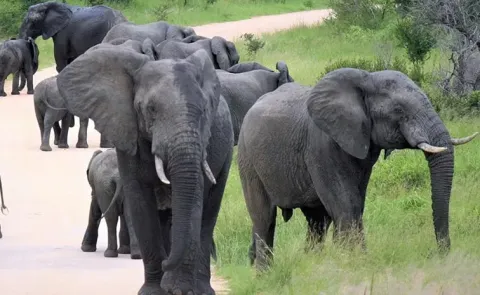 Six killed in elephant attack in Jharkhand