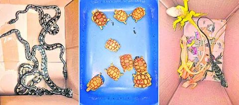 ఎంజీ మెజిస్టర్‌ ఆవిష్కరణ 