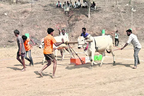బేతవోలులో  ఎడ్ల పందేలు ప్రారంభం