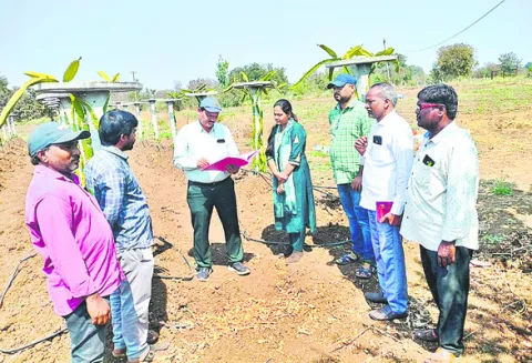 పండ్ల తోటలకు ప్రభుత్వ ప్రోత్సాహం 