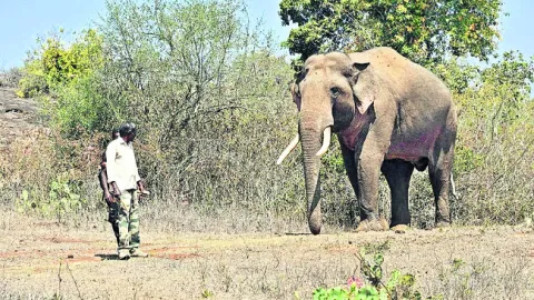 ‘రివాల్డో’ కన్నుమూత