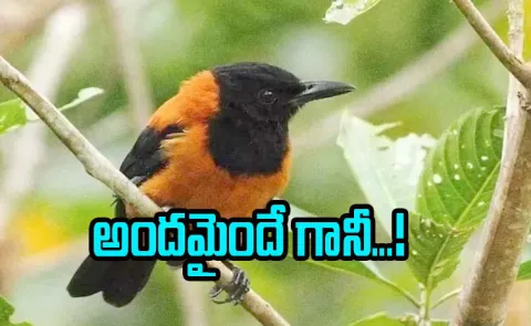 World Only Toxic Bird Hooded Pitohui Interesting facts