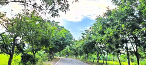 ఉత్సాహం లేని వనమహోత్సవం