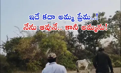 దూడ కోసం తల్లి చేసిన ప్రయత్నం