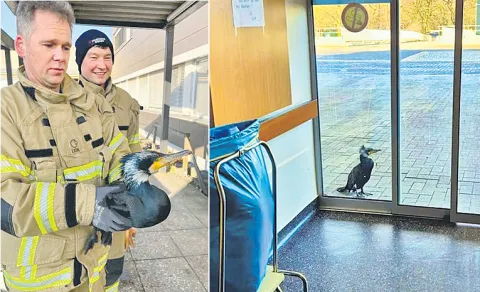 Injured seabird desperately pecks at hospital door for help