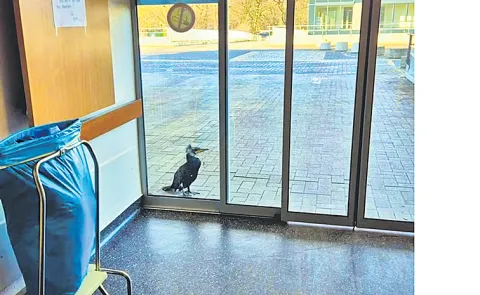 Injured seabird desperately pecks at hospital door for help