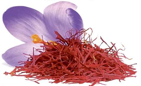 Good results in saffron cultivation