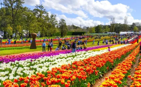Asia Largest Tulip Garden Opens in Kashmir