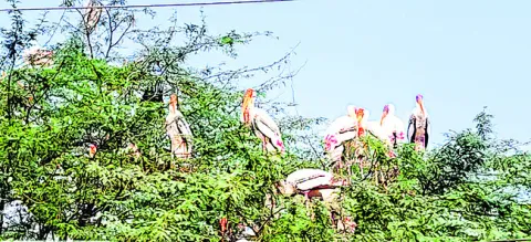 చుట్టాలు వచ్చాయి !