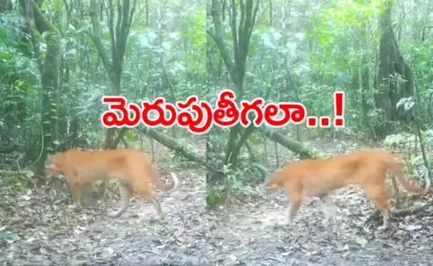 Rare Asian golden cat Thailand mythical fire tiger captured on camera