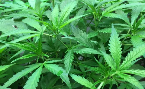 Some students are open to a new trend 