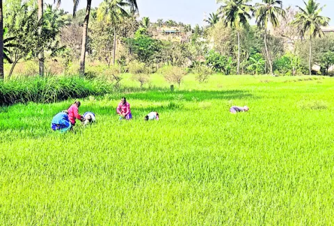 యూరియా.. ఏదయా! 
