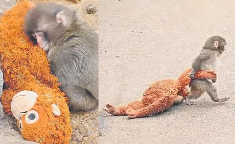 Monkey goes viral at Ichikawa City Zoo in Japan
