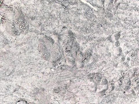 చిరుతనా..తోడేళ్లా?