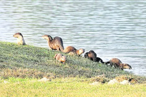 గొల్లాపూర్‌ చెరువులో సందడి