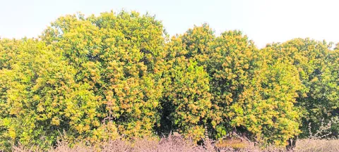 ఆశలు చిగురించేనా?