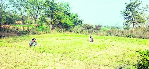 దౌర్జన్యంగా ఉలవ పంట కోశారని ఫిర్యాదు