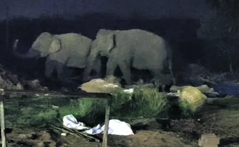 నేరడిలోకి ఏనుగులు