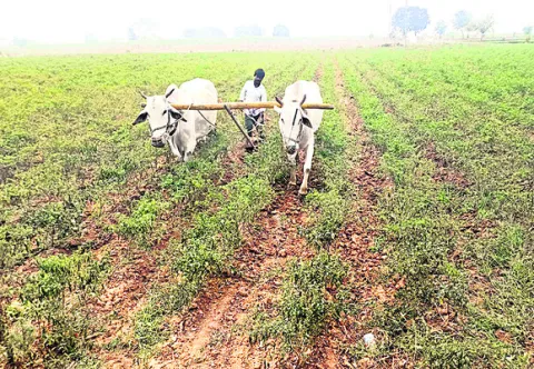 మిర్చికి మళ్లీ జీవం