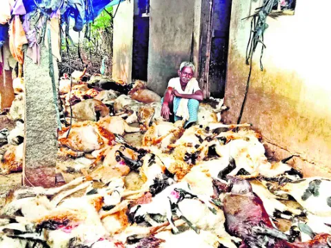 కుక్కల దాడిలో 96 గొర్రెల మృతి