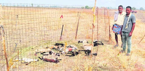 కుక్కల దాడిలో జీవాలు మృతి