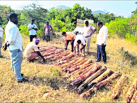 ఎర్రచందనం కేసులో వీడని మిస్టరీ