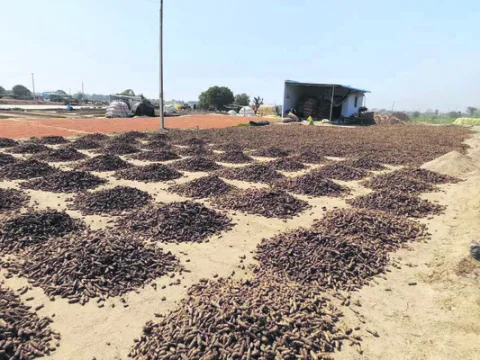 సాంగ్లీకి వెళ్లినా నిరాశే..