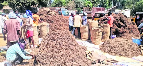 పిప్పళ్ల ధర పతనం 