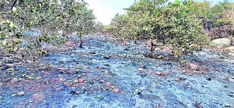 25 ఎకరాల జీడితోట దగ్ధం   