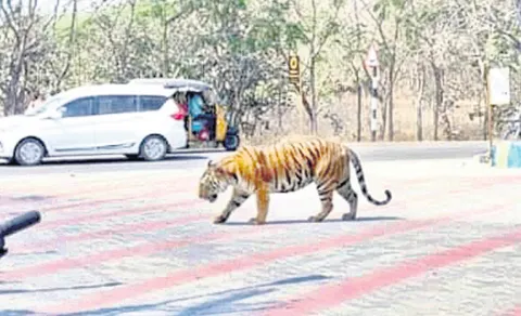 ai generated tiger photo at bharat petrol pump in sircilla