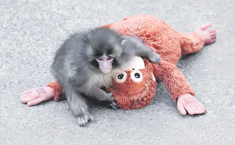 Abandoned baby monkey finds comfort in stuffed orangutan