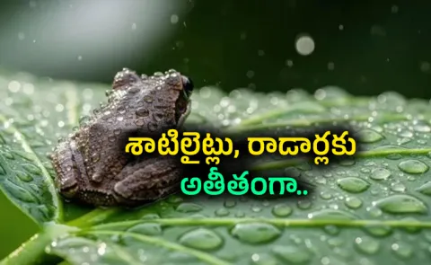 Some Animals may Predict the Storm before it Hits