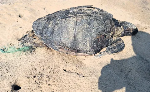 Olive Ridley death on the beach
