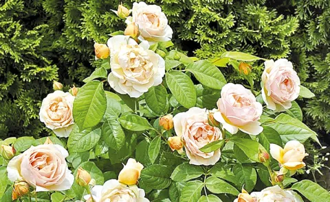 Juliet Rose: Most Expensive Rose in the World